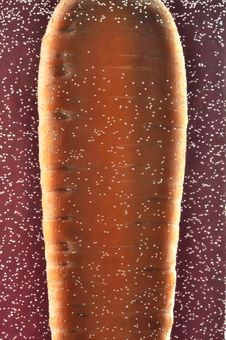 Carrot In Water With Bubbles Stock Image Carrot In Water With Bubbles Stock Image