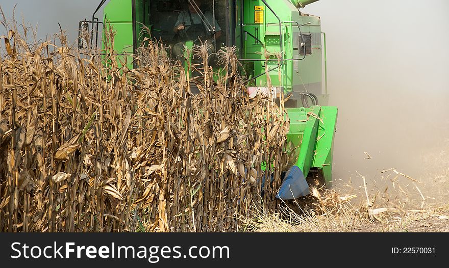 A farmer combines a field of corn. A farmer combines a field of corn
