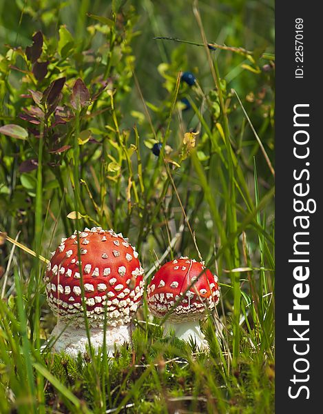 Gryb in the woods. Red Amanita. Ukraine, a forest in the mountains of the Carpathians. Gryb in the woods. Red Amanita. Ukraine, a forest in the mountains of the Carpathians