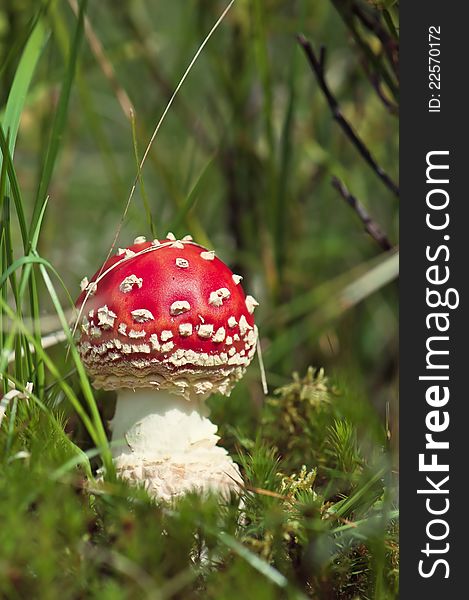 Gryb in the woods. Red Amanita. Ukraine, a forest in the mountains of the Carpathians. Gryb in the woods. Red Amanita. Ukraine, a forest in the mountains of the Carpathians