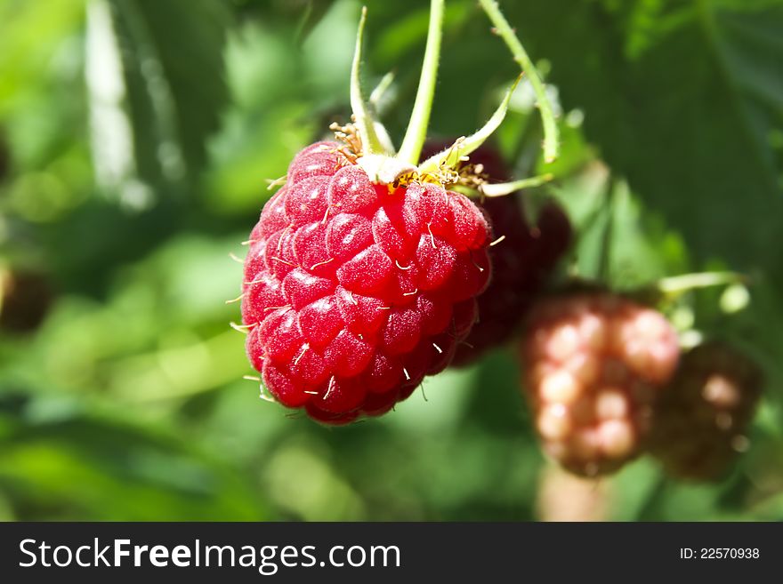 Organic background with raspberry plantation