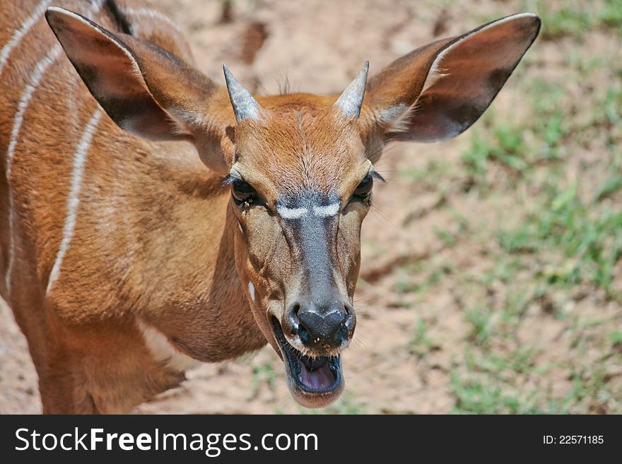 Shooting, deer show anger at a zoo in Khao Kheow Zoo Thailand. Shooting, deer show anger at a zoo in Khao Kheow Zoo Thailand.