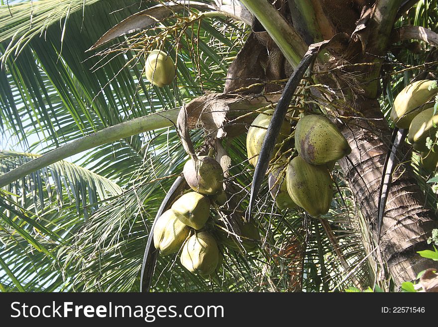 Green Tender Coconuts hanging on Coconut Tree. Green Tender Coconuts hanging on Coconut Tree
