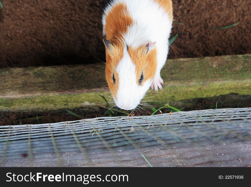 Guinea Pig In A Cage