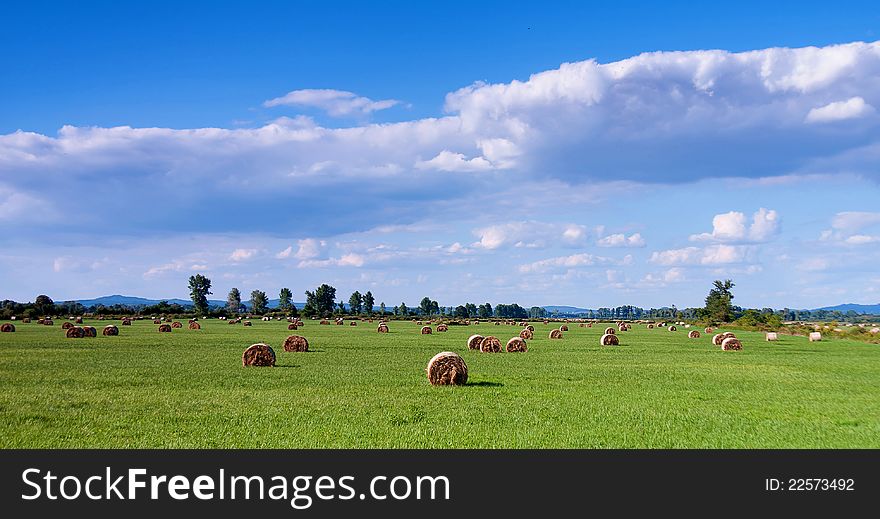 Beautiful hungarian field, a lot of bale