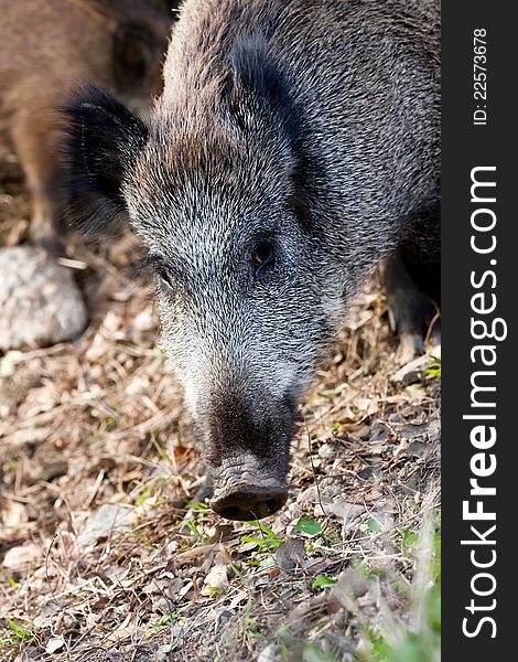 Young wild boar eat acorns under the oaks