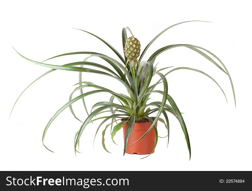 Pineapple potted plant, isolated on white background. Pineapple potted plant, isolated on white background