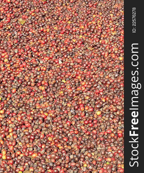 Coffee berries from a coffee plantation. Coffee berries from a coffee plantation