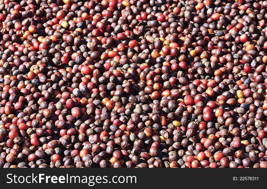 Coffee berries from a coffee plantation. Coffee berries from a coffee plantation