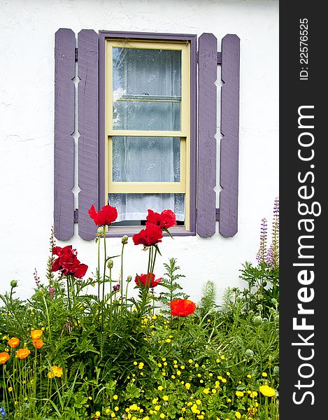 Little white cottage, red poppies, and purple shutters. Little white cottage, red poppies, and purple shutters.