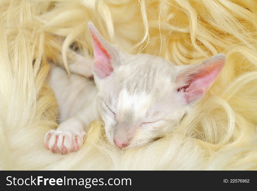 A cute baby Cornish Rex kitten sleeping on fur
