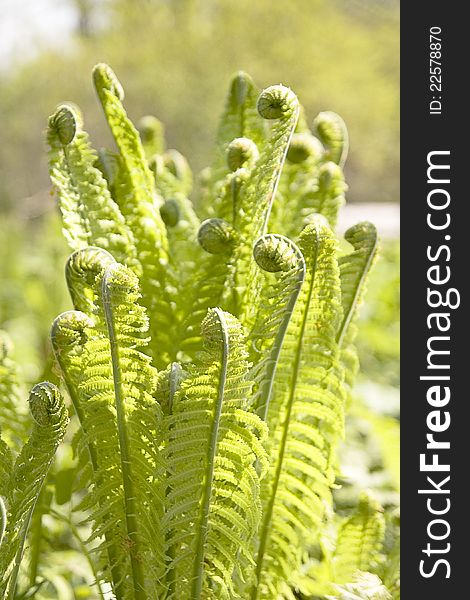 Light green fern family in spring