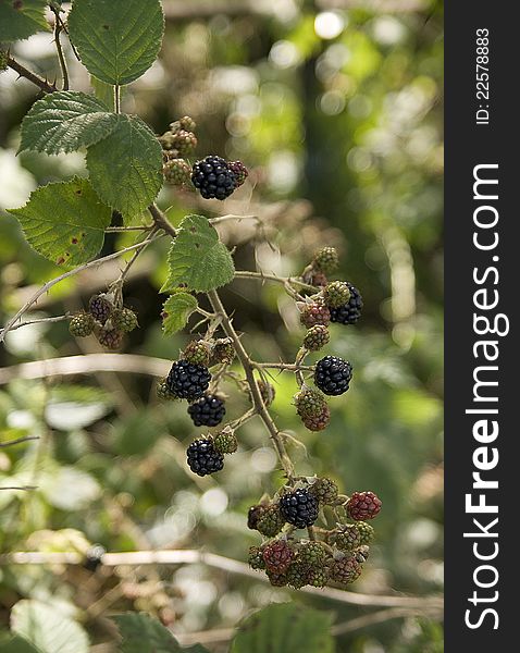 Wild blackberries in english forest in summer