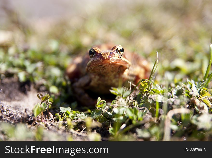 Brown toad with large eyes in the green grass