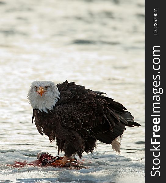 Bald Eagle Feeding