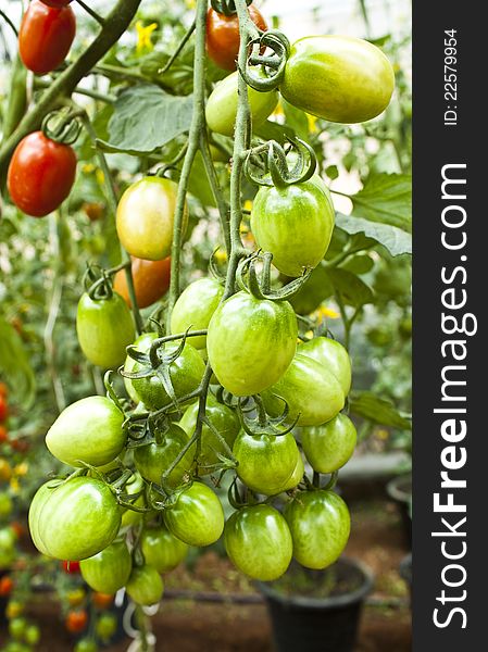 Unripe cherry tomatoes in a garden