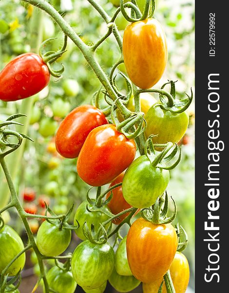 Ripe and unripe cherry tomatoes in a garden