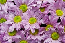 Pink Chrysanthemums Stock Photo Pink Chrysanthemums Stock Photo