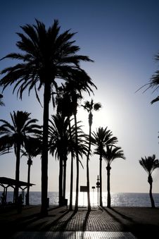 Palm Trees Silhouettes On The Seafront Stock Photo