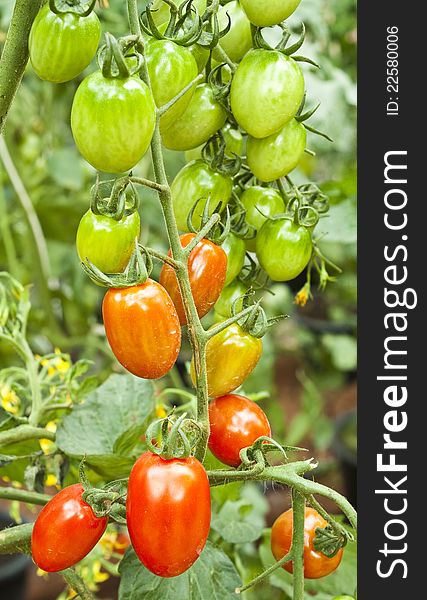 Ripe and unripe cherry tomatoes in a garden