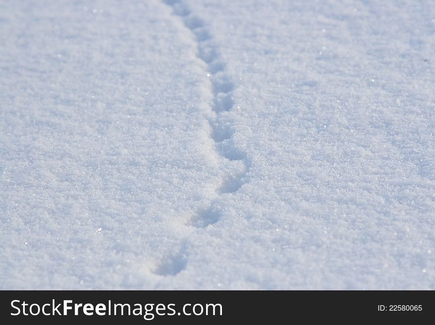 Traces of a hare on a snow