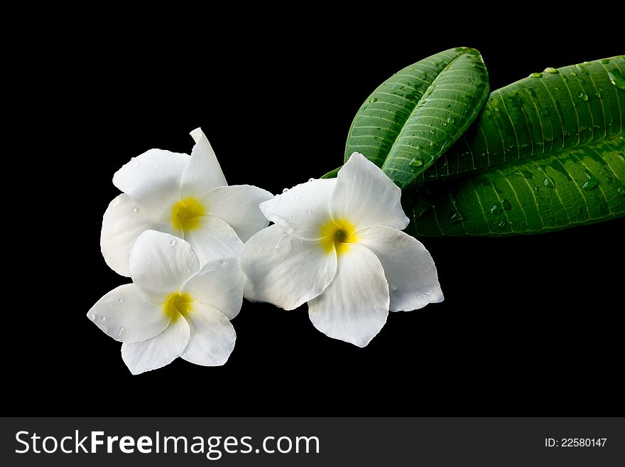 White frangipani on black background. White frangipani on black background.