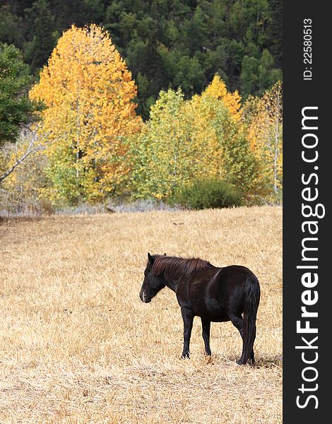 A horse in the village near Midui Glacier