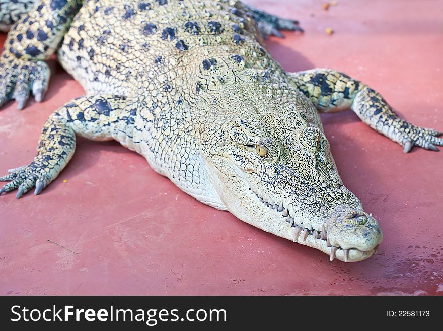 Crocodile on a farm, Thailand