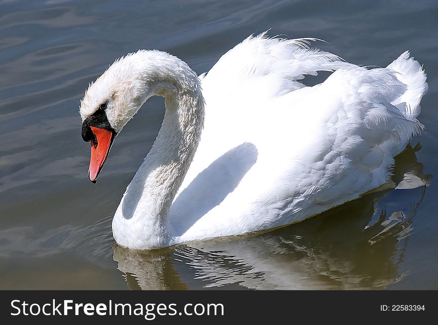 A  big white swan floats on the lake