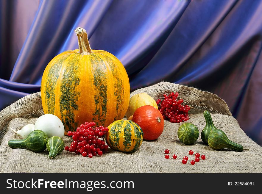 Still life of ornamental pumpkins and cones for Thanksgiving