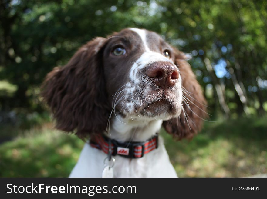 A very cute working type english springer spaniel puppy with huge ears. A very cute working type english springer spaniel puppy with huge ears