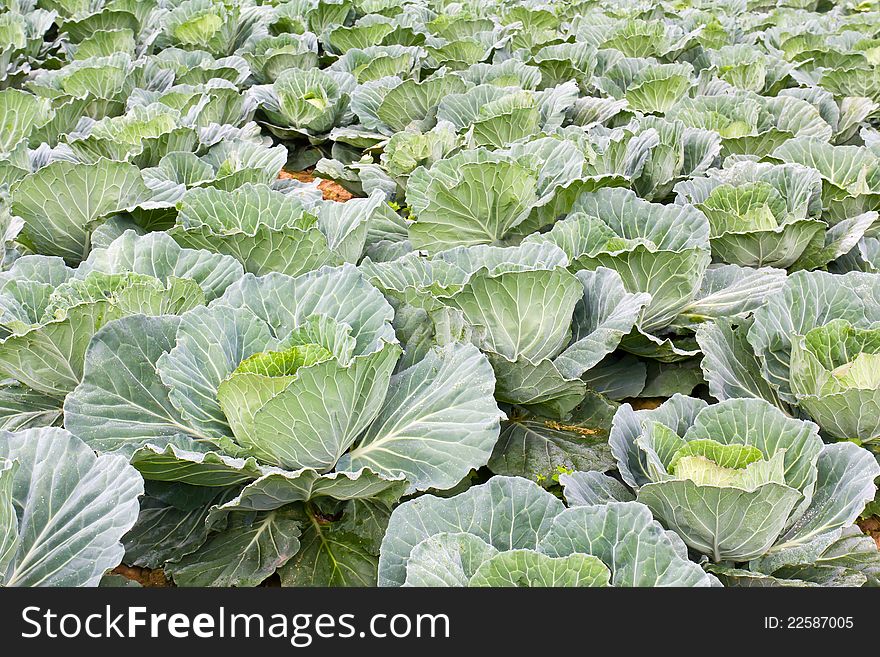 Cabbage Fields In Thailand