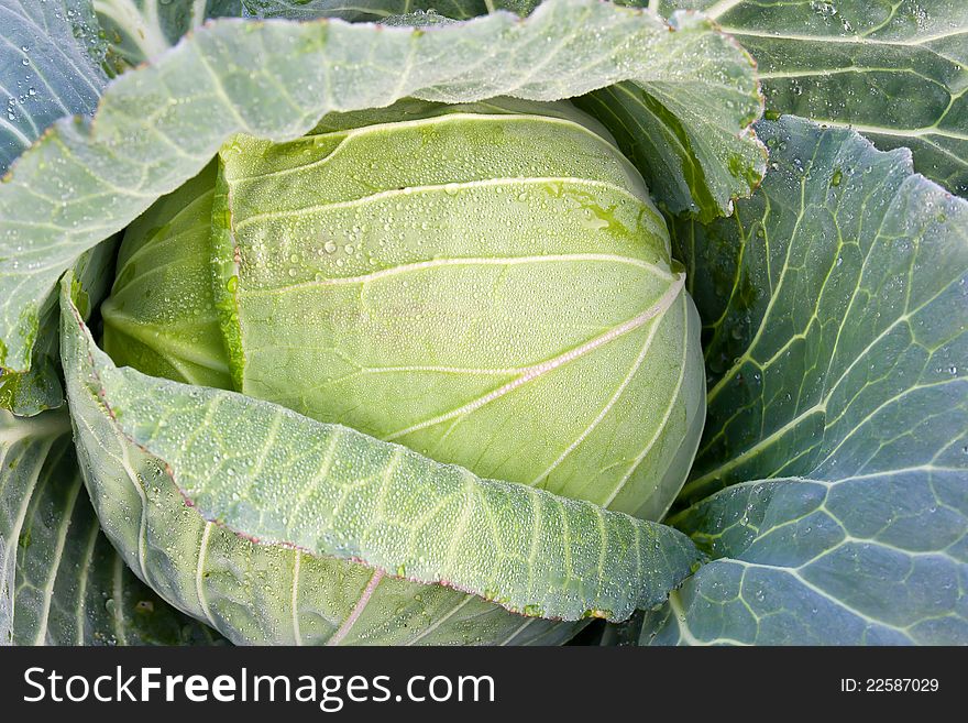 Fresh cabbage on the garden and water drop