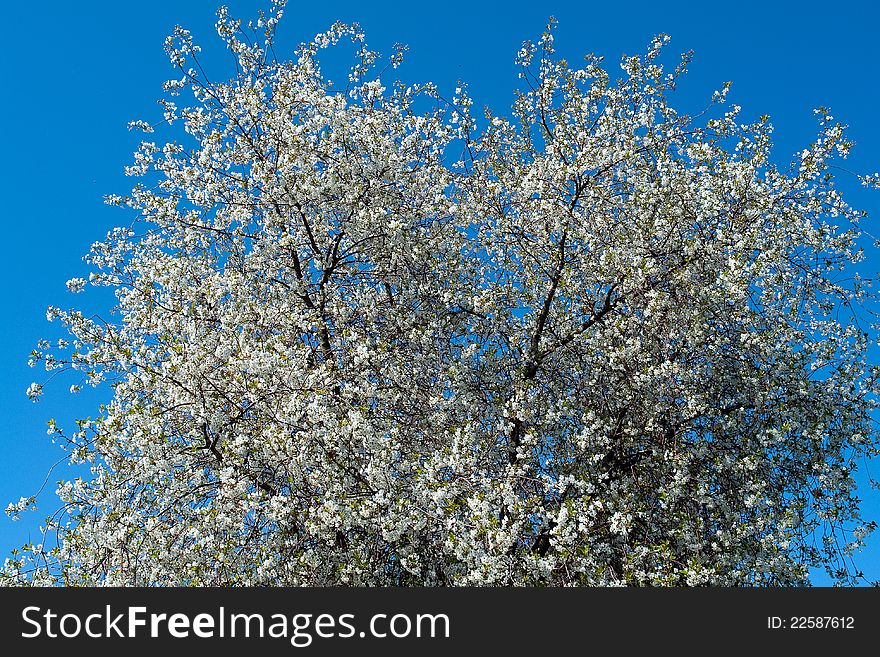 Branches of cherry blossom tree with clear blue sky background. Branches of cherry blossom tree with clear blue sky background