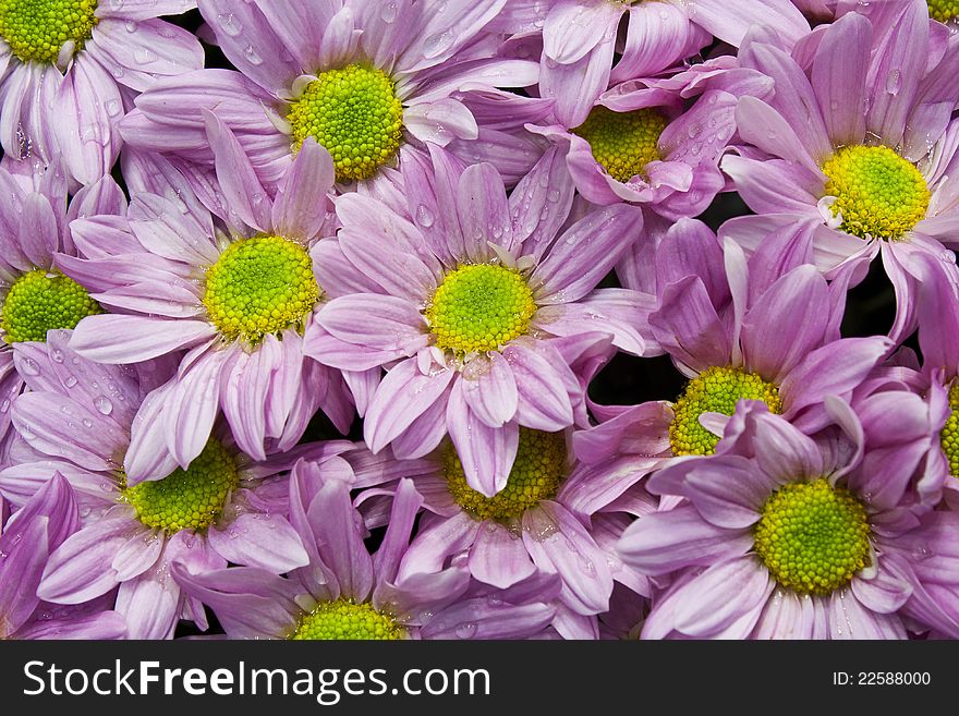 Pink Chrysanthemums