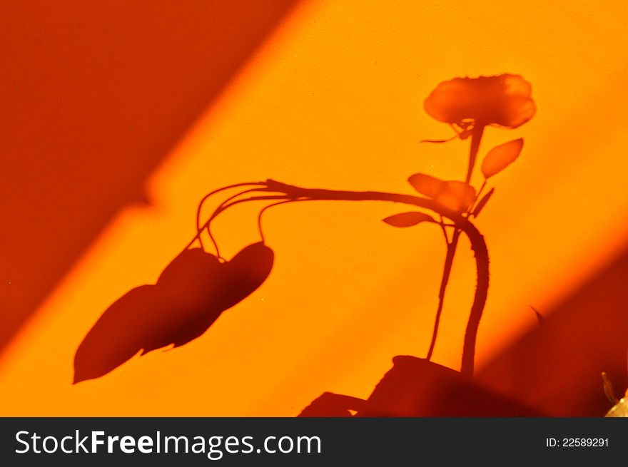 Shadow silhouette of big rose