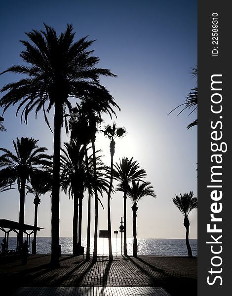 Palm trees standing on the ocean seafront in a low sun light. Las Americas, Tenerife. Palm trees standing on the ocean seafront in a low sun light. Las Americas, Tenerife.