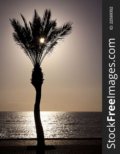 Low sun shines through a palm tree standing on an ocean front. Low sun shines through a palm tree standing on an ocean front.