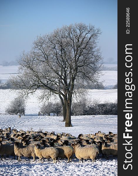 Sheep by a tree in a snow covered field. Sheep by a tree in a snow covered field