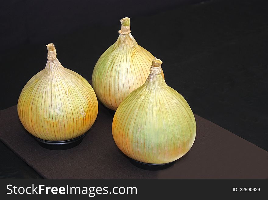 A Display of Three High Quality Large Onions.