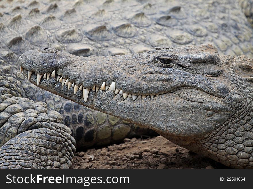 Closeup of Crocodile's Head