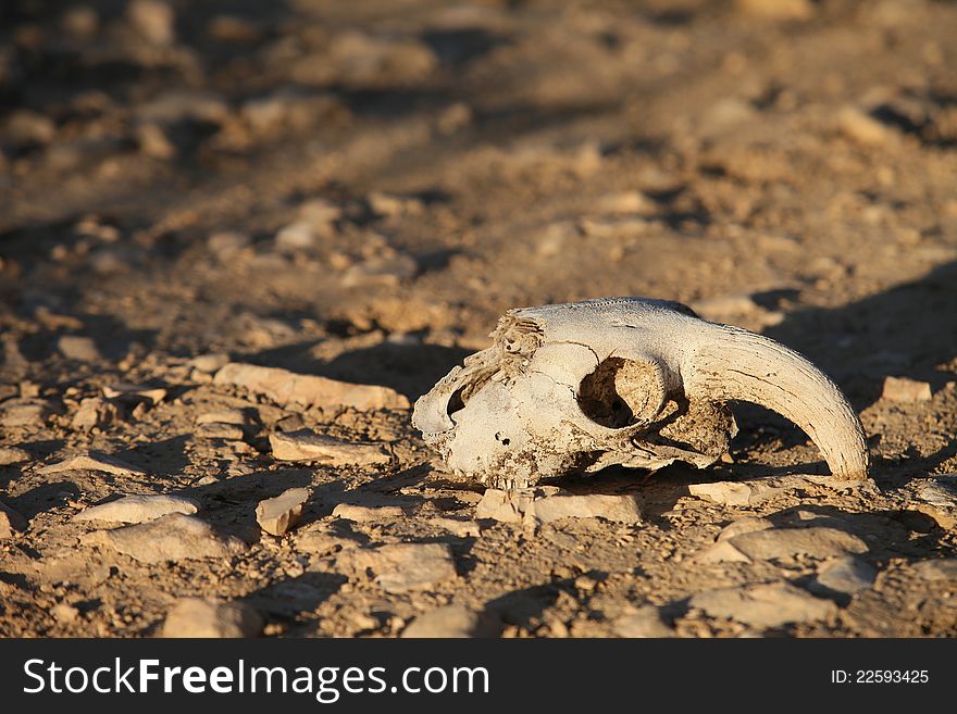 Animal skull in the sand during the day in summer is in the desert