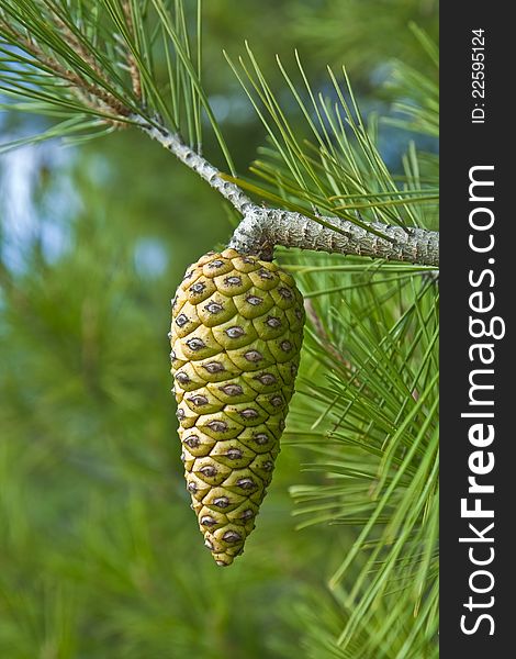 Pineapple on a pine tree in the Mediterranean countries