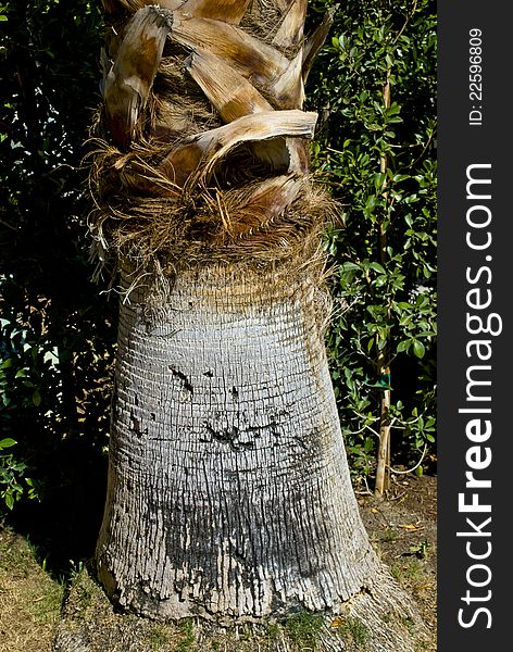 A closeup of a palm tree trunk in Southern California.