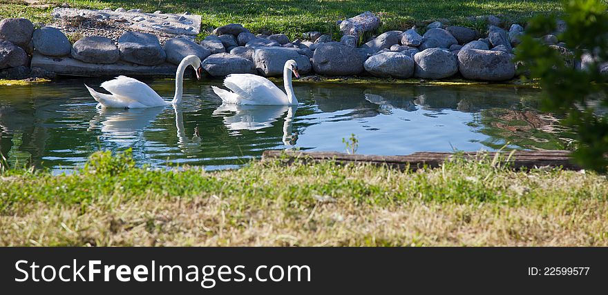 White swan swiming in the lake