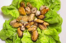 Shells With Salad Royalty Free Stock Image Shells With Salad Royalty Free Stock Image