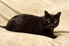 Black Cat Showing Tongue Stock Image
