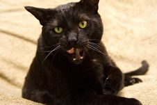 Black Cat Licking Mouth Royalty Free Stock Photo