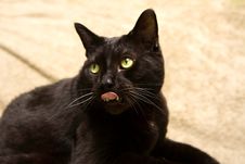 Black Cat Looking Surprised Stock Photography