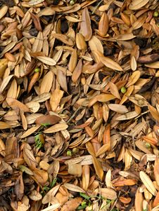 Fallen Leaves Royalty Free Stock Photos Fallen Leaves Royalty Free Stock Photos